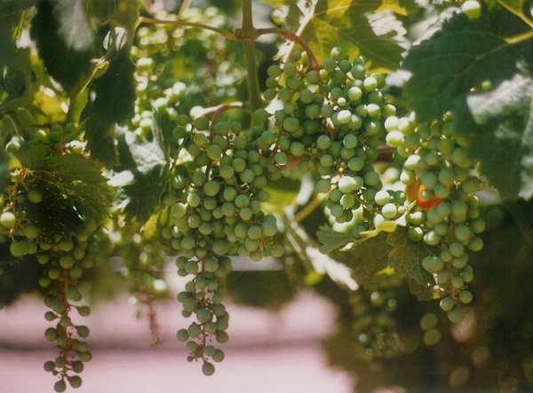 CA grapes
