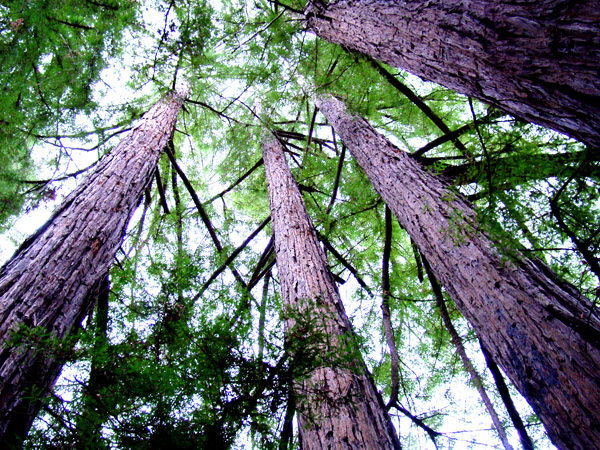 CA redwoods