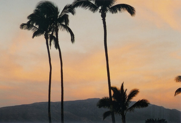 Hawaii sunset palms