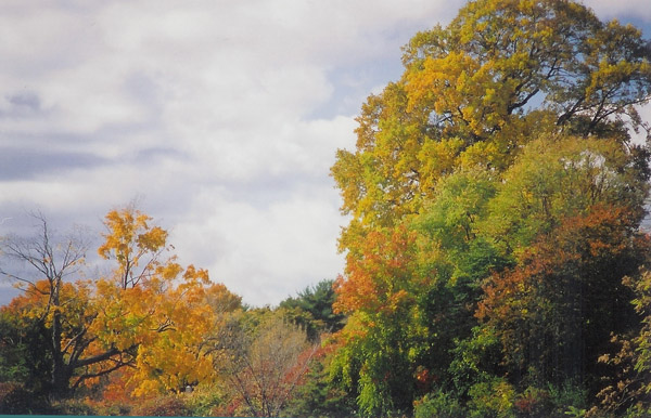 MA fall foliage