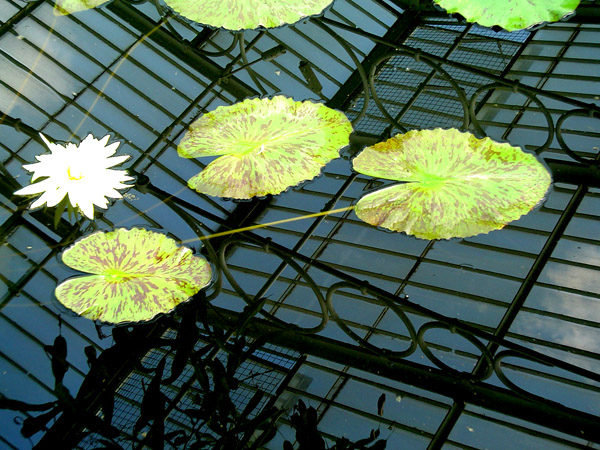 UK lilypad