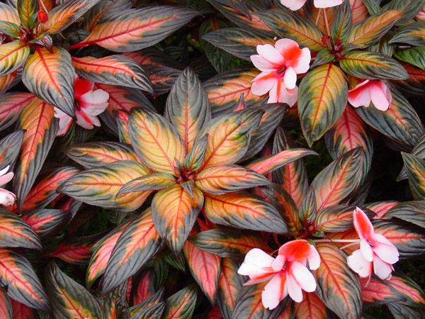 flower2