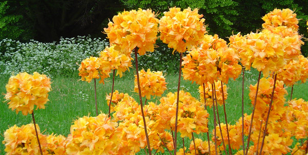 flower3