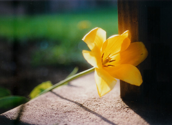 flower4