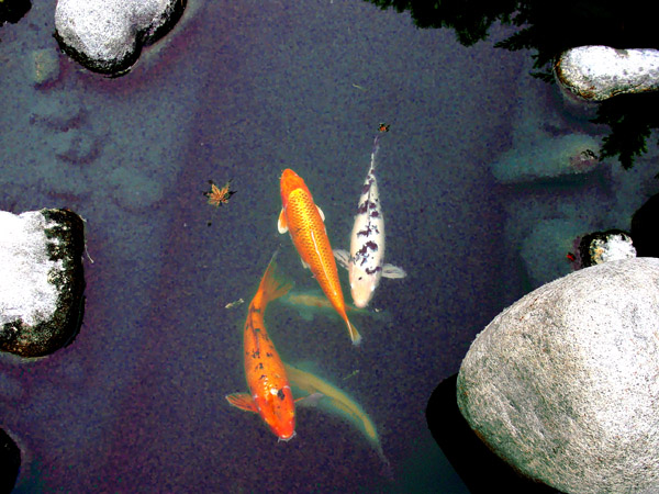 koi