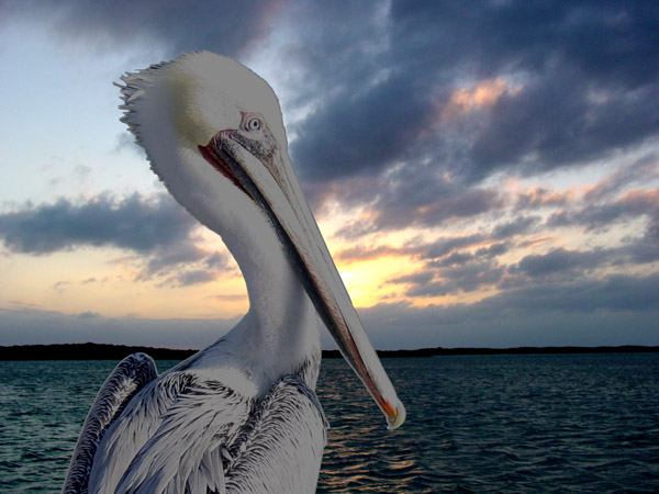 pelican