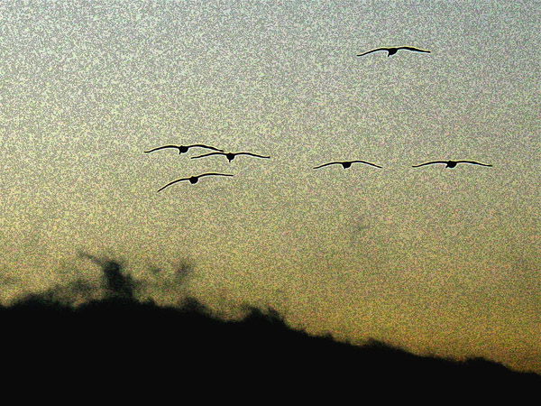 pelicans in flight