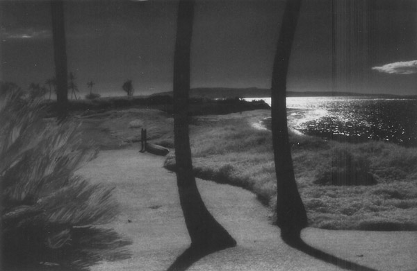 z Hawaii palms1
