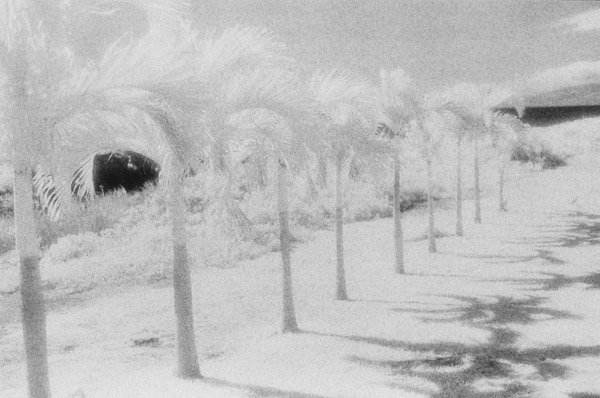 z Hawaii palms2