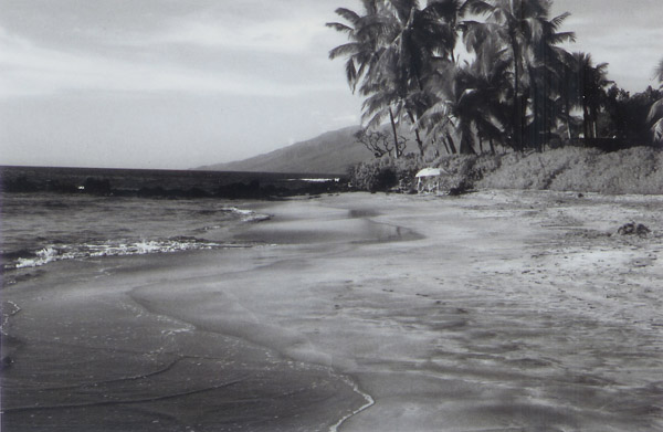 z Hawaii palms3
