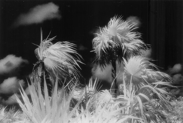 z bahamas palms2