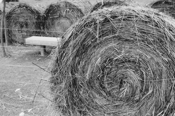z hay