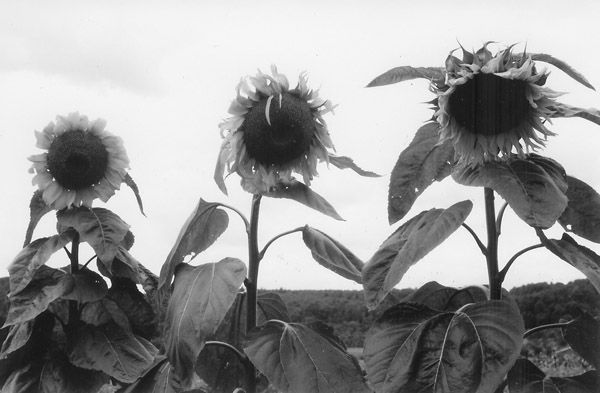 z sunflowers