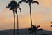 Hawaii sunset palms