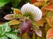 flower1