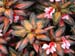 flower2