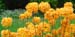 flower3
