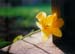 flower4