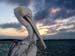 pelican