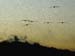 pelicans in flight