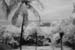 z bahamas palms