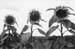 z sunflowers