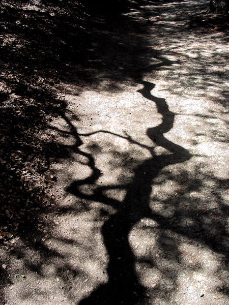 catalina_tree_shadow1